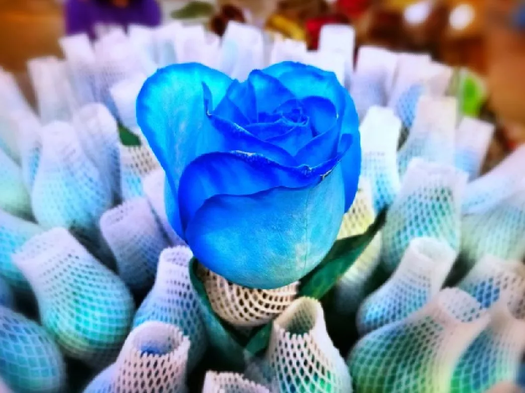 一支蓝色妖姬代表什么？