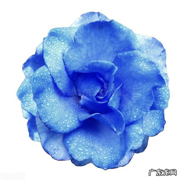 一支蓝色妖姬代表什么？