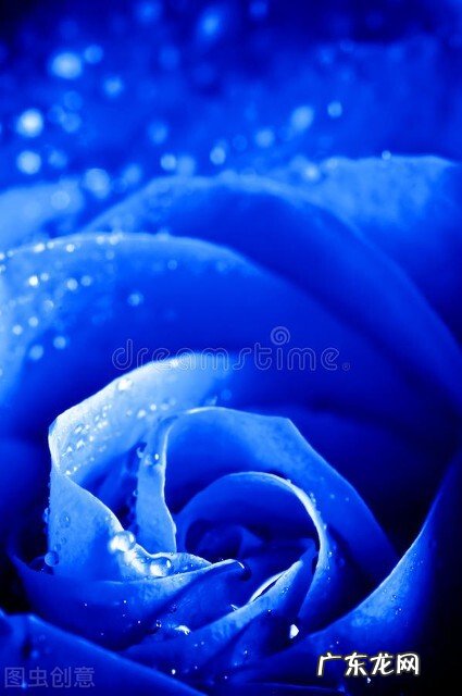 一支蓝色妖姬代表什么？