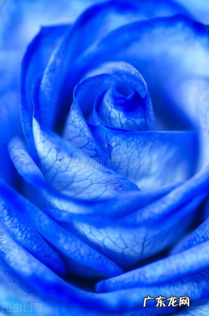 一支蓝色妖姬代表什么？