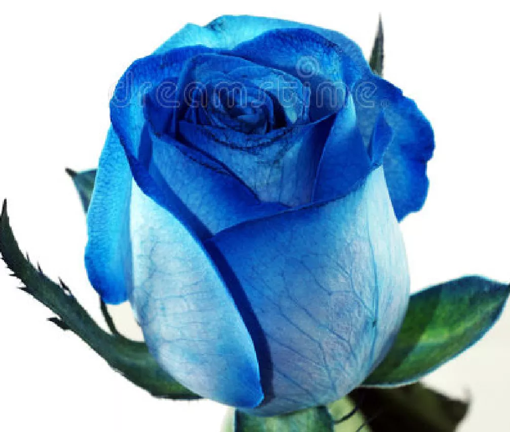 一支蓝色妖姬代表什么？