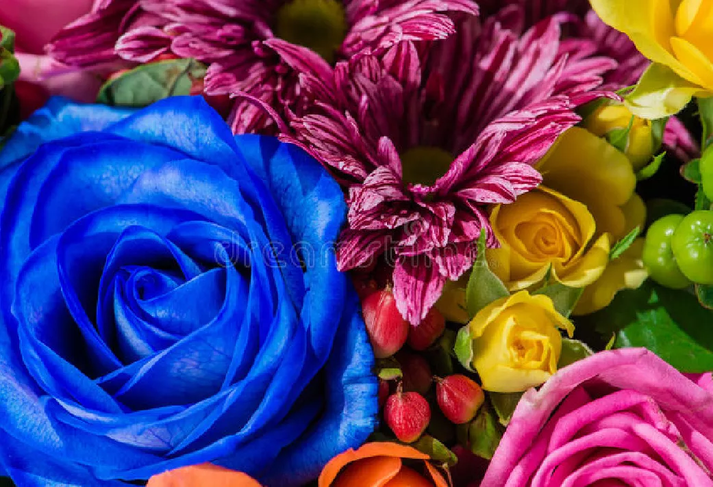 一支蓝色妖姬代表什么？