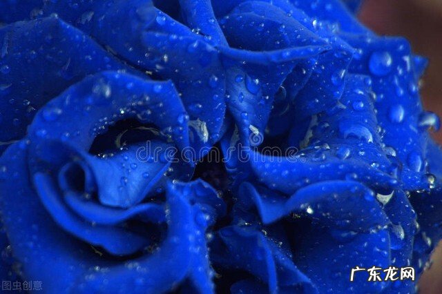 一支蓝色妖姬代表什么？