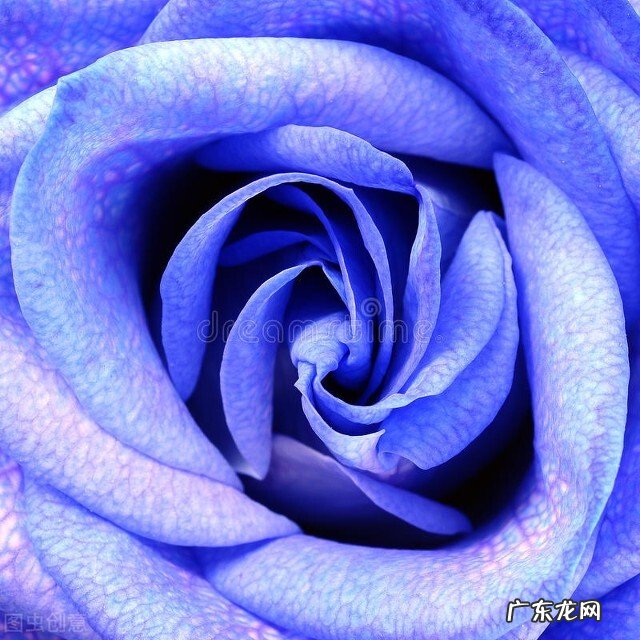 一支蓝色妖姬代表什么？