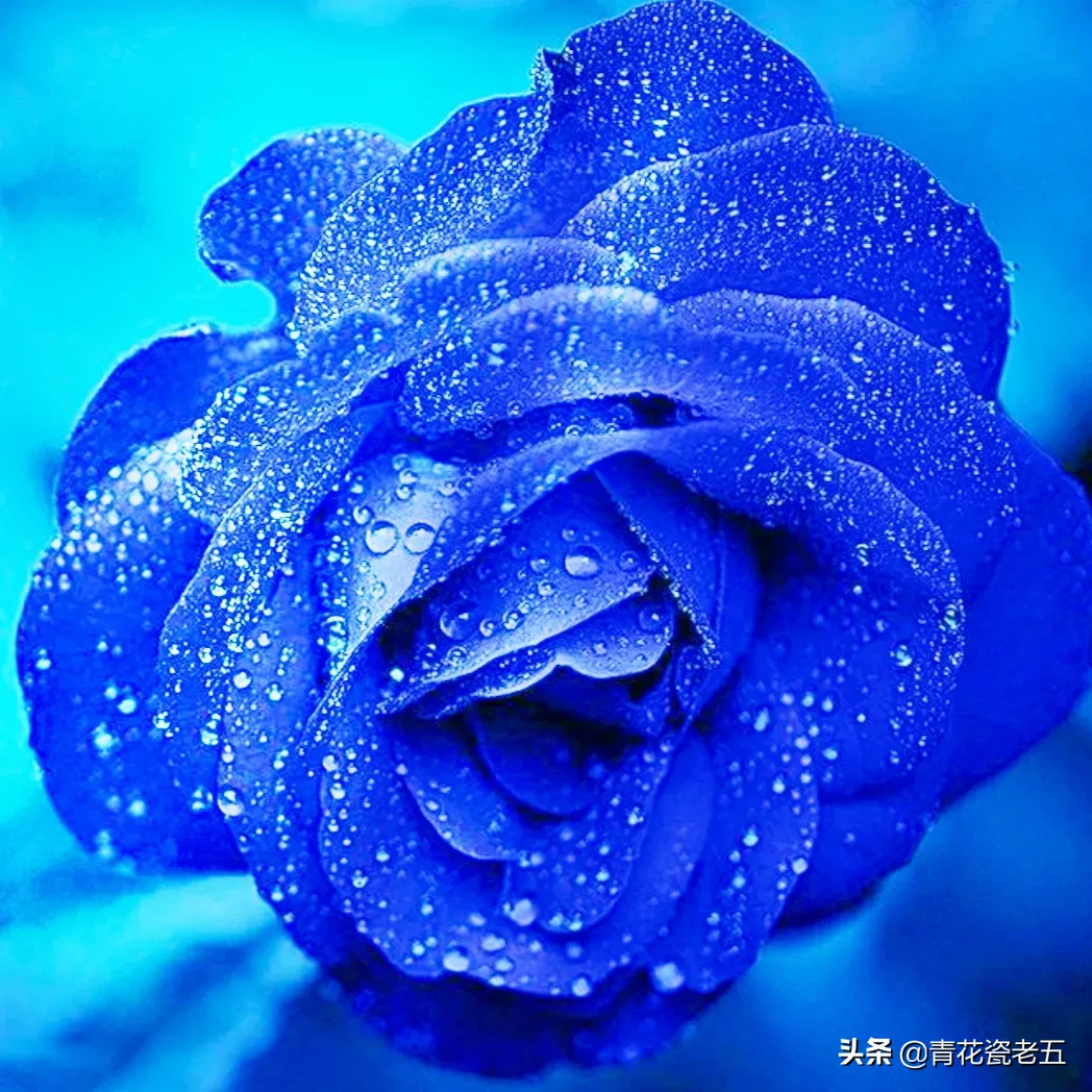 一支蓝色妖姬代表什么?