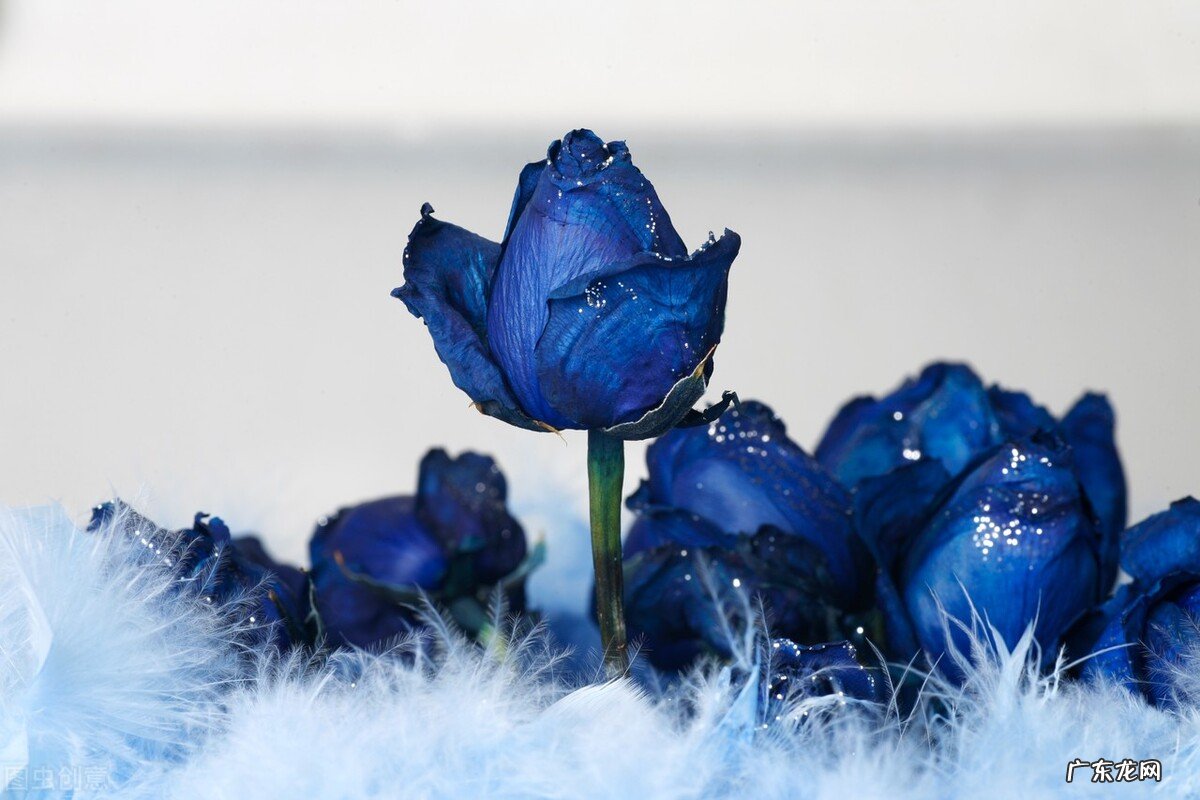 一支蓝色妖姬代表什么？