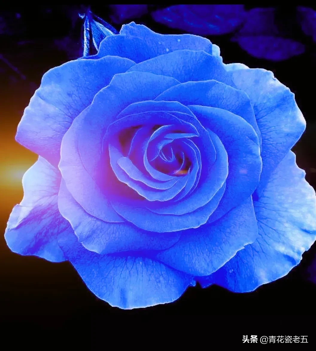 一支蓝色妖姬代表什么?