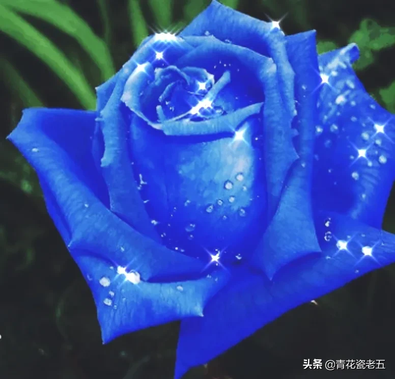 一支蓝色妖姬代表什么?