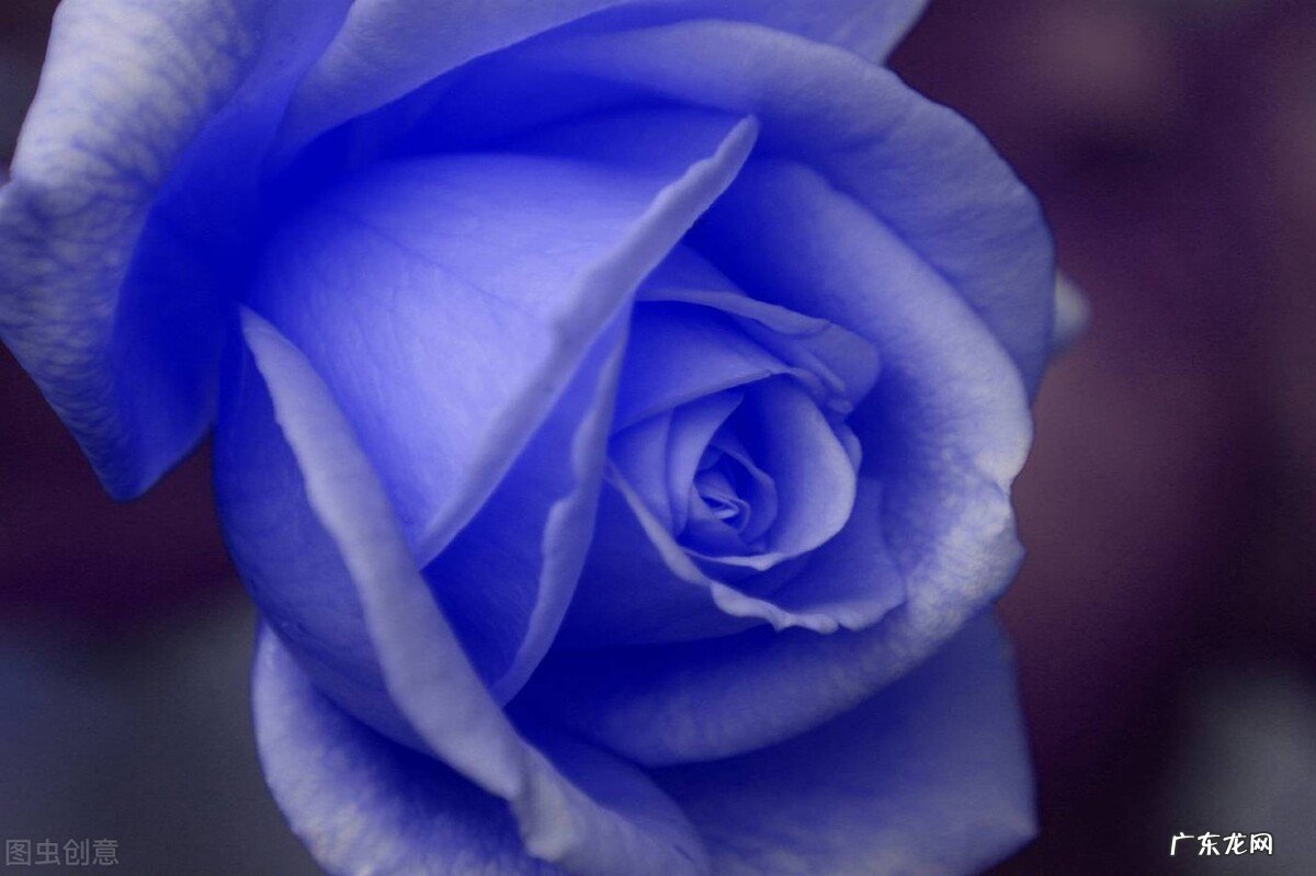 一支蓝色妖姬代表什么？