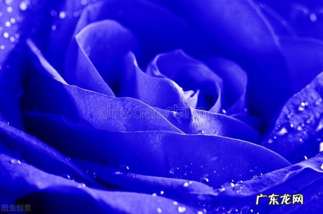 一支蓝色妖姬代表什么？