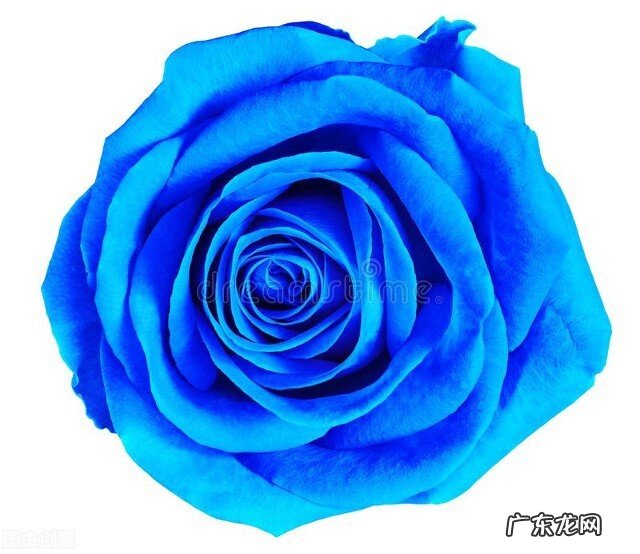 一支蓝色妖姬代表什么？