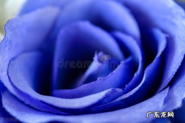 一支蓝色妖姬代表什么？