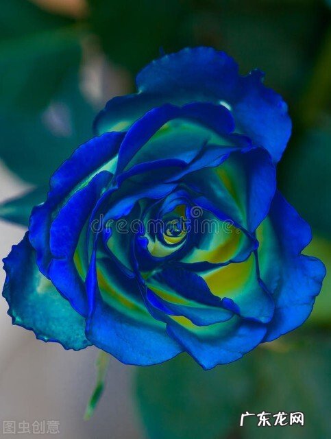 一支蓝色妖姬代表什么？