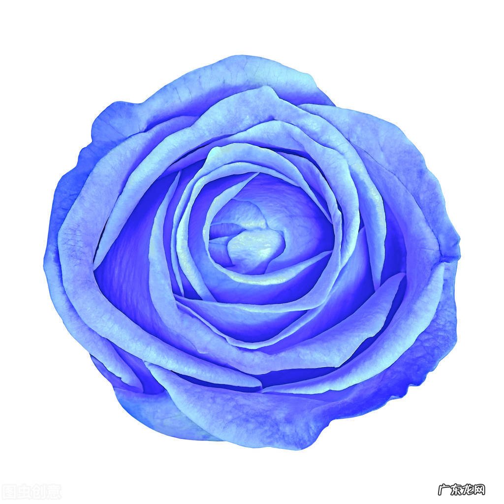 一支蓝色妖姬代表什么？