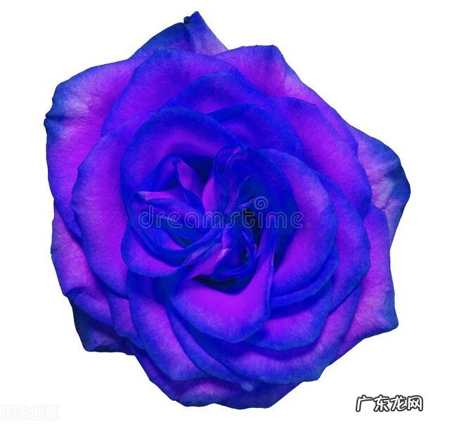 一支蓝色妖姬代表什么？