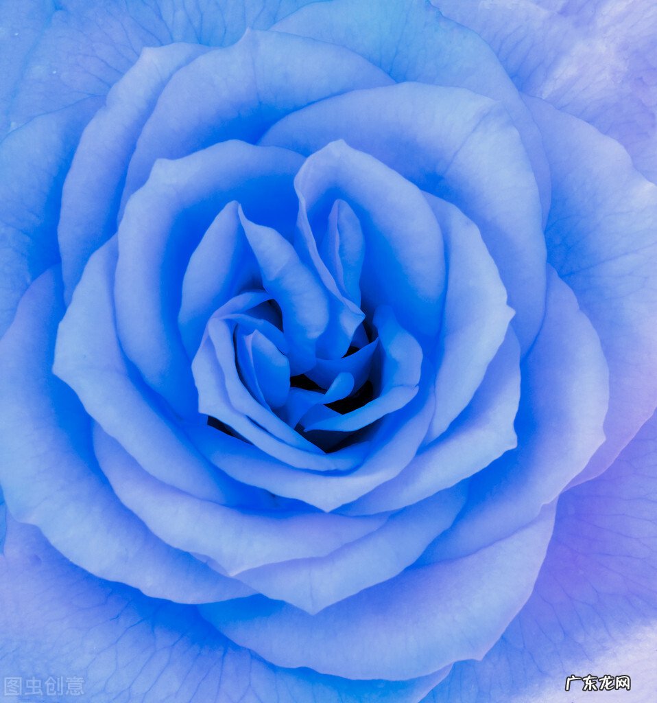 一支蓝色妖姬代表什么？