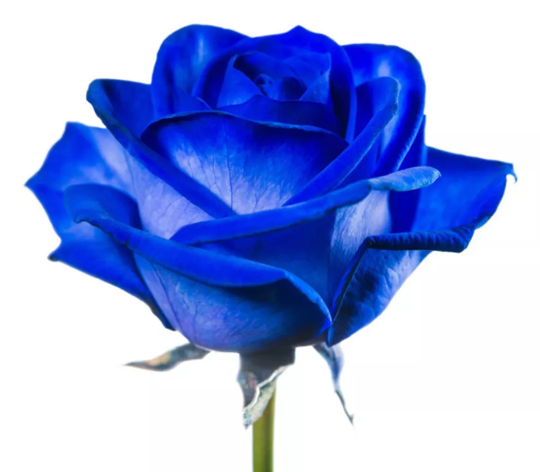 一支蓝色妖姬代表什么？