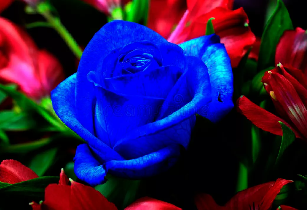 一支蓝色妖姬代表什么？