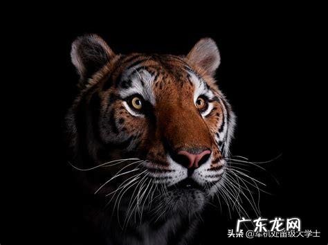 不得吃野生动物,哪些是野生动物?