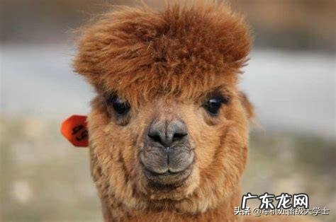 不得吃野生动物,哪些是野生动物?