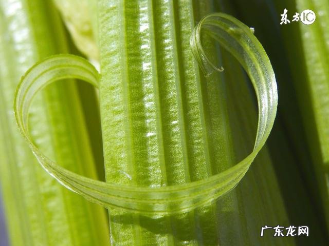 立春吃什么最养生?