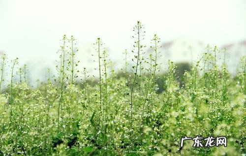 立春吃什么最养生?