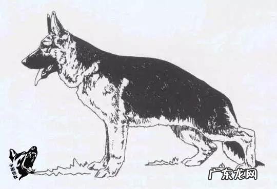 如何辨别一只标准的德国牧羊犬?