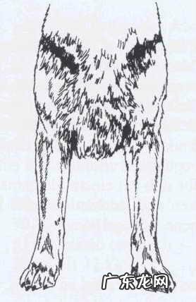 如何辨别一只标准的德国牧羊犬?