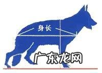 如何辨别一只标准的德国牧羊犬?