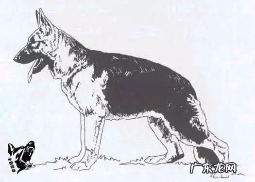 如何辨别一只标准的德国牧羊犬?