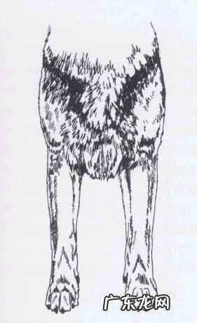 如何辨别一只标准的德国牧羊犬?