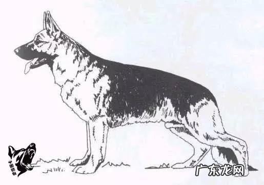 如何辨别一只标准的德国牧羊犬?