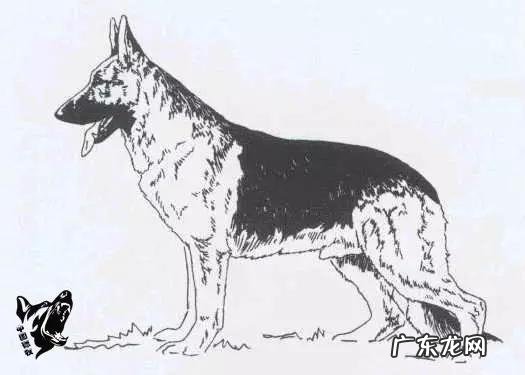 如何辨别一只标准的德国牧羊犬?