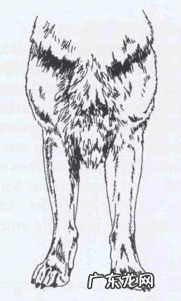 如何辨别一只标准的德国牧羊犬?