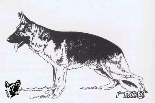 如何辨别一只标准的德国牧羊犬?