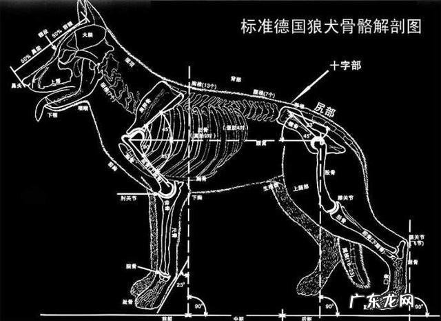 如何辨别一只标准的德国牧羊犬?