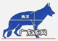 如何辨别一只标准的德国牧羊犬?