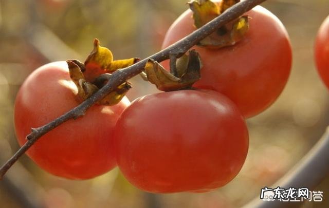 吃柿子的营养和禁忌都有哪些?