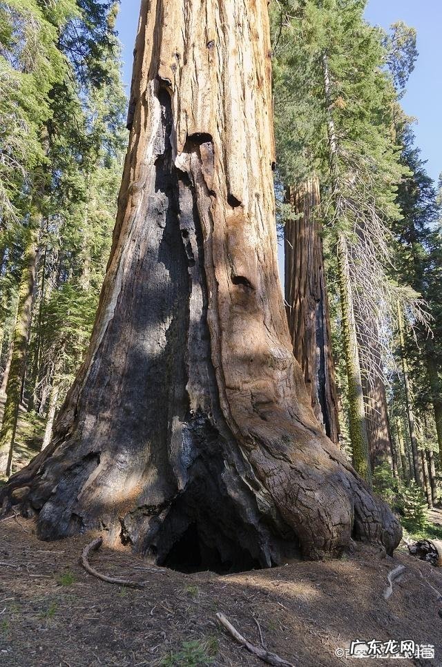 世界上最高的树在哪里？