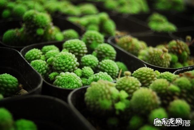 这是什么,该怎么养?