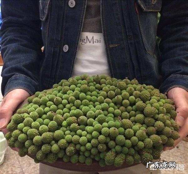 这是什么,该怎么养?