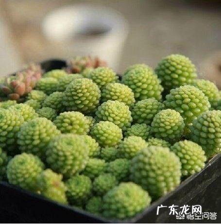 这是什么,该怎么养?