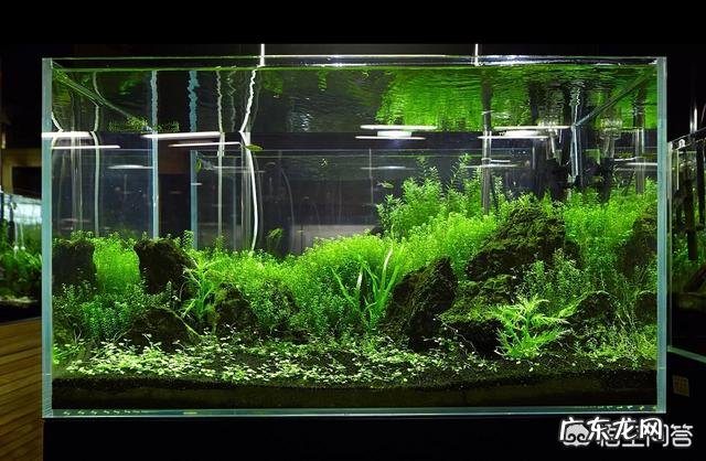 想在家里放鱼缸,如何选购鱼缸?