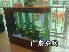 想在家里放鱼缸,如何选购鱼缸?