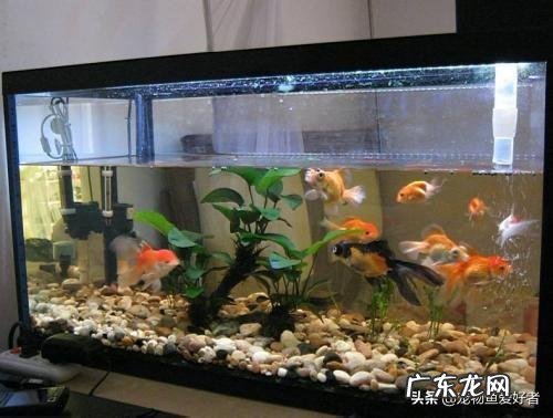 想在家里放鱼缸,如何选购鱼缸?