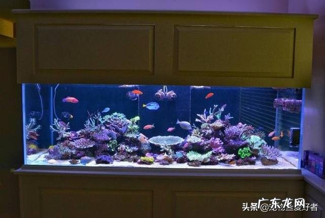 想在家里放鱼缸,如何选购鱼缸?