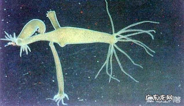 想在家里放鱼缸,如何选购鱼缸?