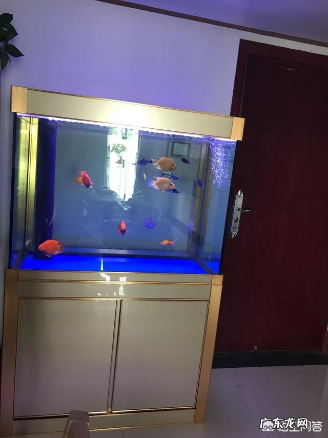 想在家里放鱼缸,如何选购鱼缸?