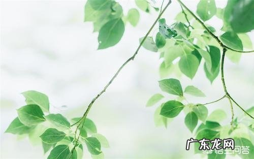 什么是六言绝句,有哪些名作?