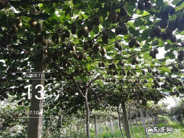 购买猕猴桃时应该如何挑选?